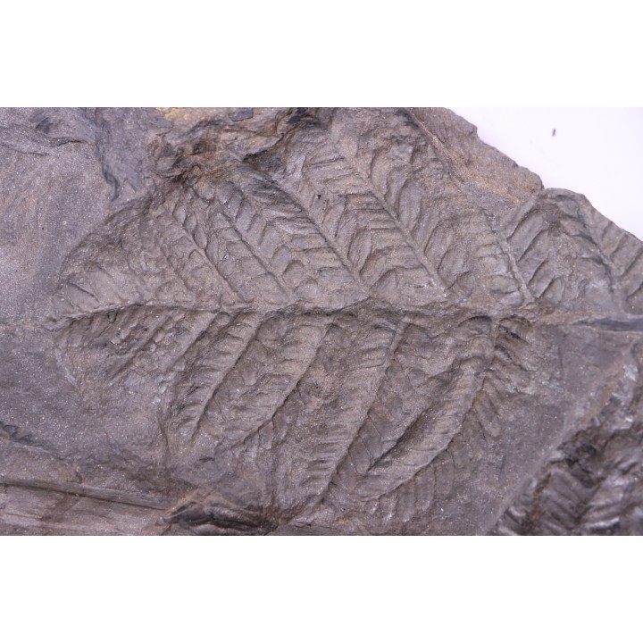 Fougère:  PECOPTERIS POLYMORPHA  Stephanian (carboniferous)  Graissesac, 34, FRANCE