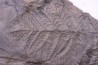 Fougère: PECOPTERIS POLYMORPHA - Stephanian (carbonifere) Graissesac, 34, FRANCE