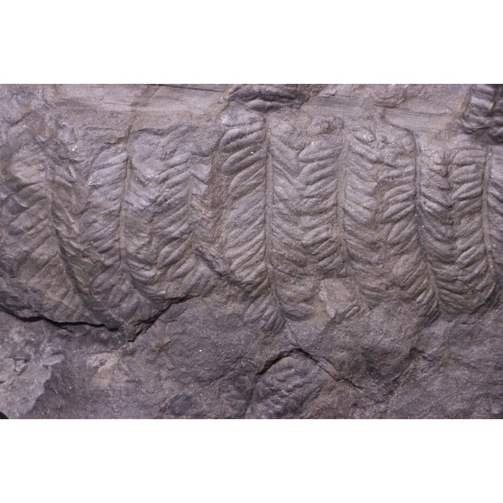 Fougère:  PECOPTERIS POLYMORPHA  Stephanian (carboniferous)  Graissesac, 34, FRANCE