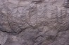 Fougère:  PECOPTERIS POLYMORPHA  Stephanian (carboniferous)  Graissesac, 34, FRANCE