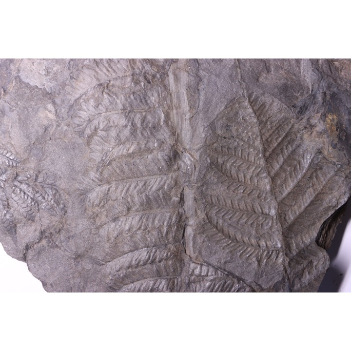 Fougère:  PECOPTERIS POLYMORPHA  Stephanian (carboniferous)  Graissesac, 34, FRANCE