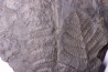 Fougère: PECOPTERIS POLYMORPHA - Stephanian (carbonifere) Graissesac, 34, FRANCE
