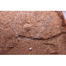 Triops cancriformis permiensis - saxonian - Lodève area - FRANCE