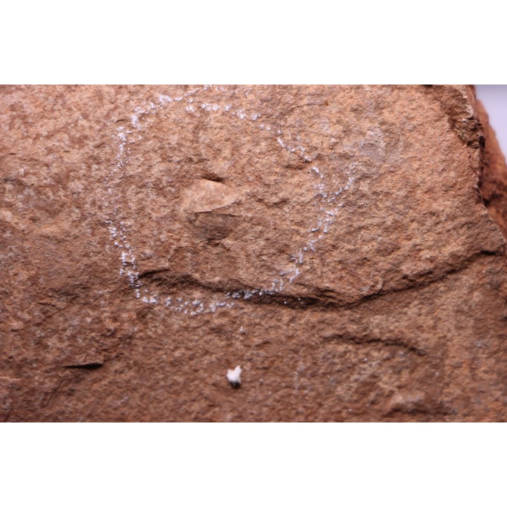Triops cancriformis permiensis - saxonien - bassin de Lodève - FRANCE