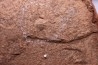 Triops cancriformis permiensis - saxonien - bassin de Lodève - FRANCE