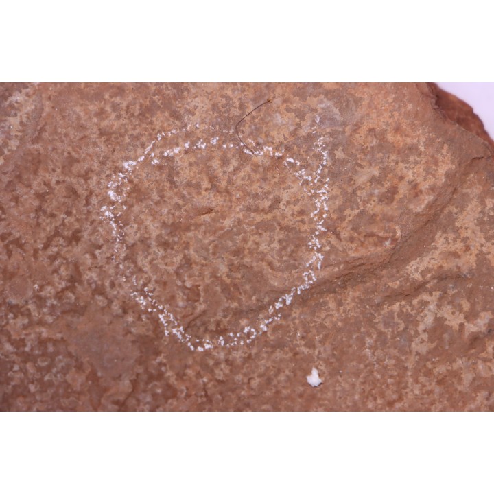 Triops cancriformis permiensis - saxonien - bassin de Lodève - FRANCE