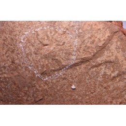Triops cancriformis permiensis - saxonian - Lodève area - FRANCE
