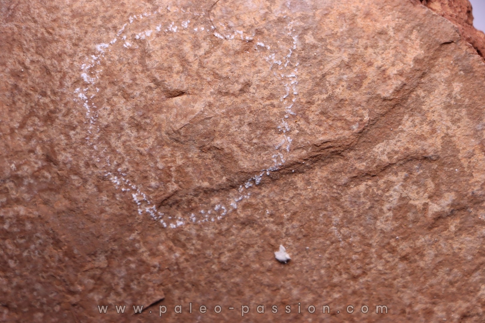 Triops cancriformis permiensis - saxonien - bassin de Lodève - FRANCE
