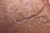 Triops cancriformis permiensis - saxonian - Lodève area - FRANCE