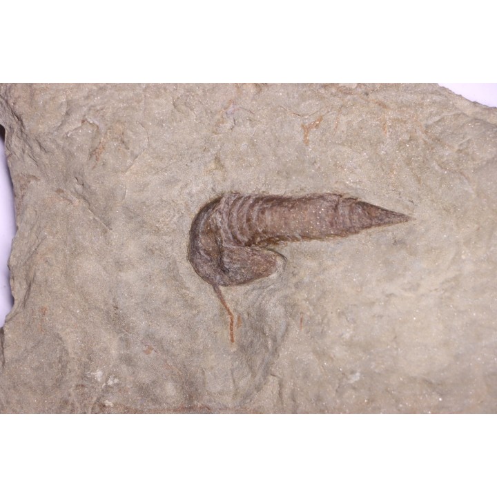 Leptaglaspis schmidti - Ordovician - Fezouata formation