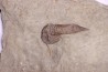 Leptaglaspis schmidti - Ordovician - Fezouata formation