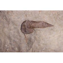 Leptaglaspis schmidti - Ordovician - Fezouata formation