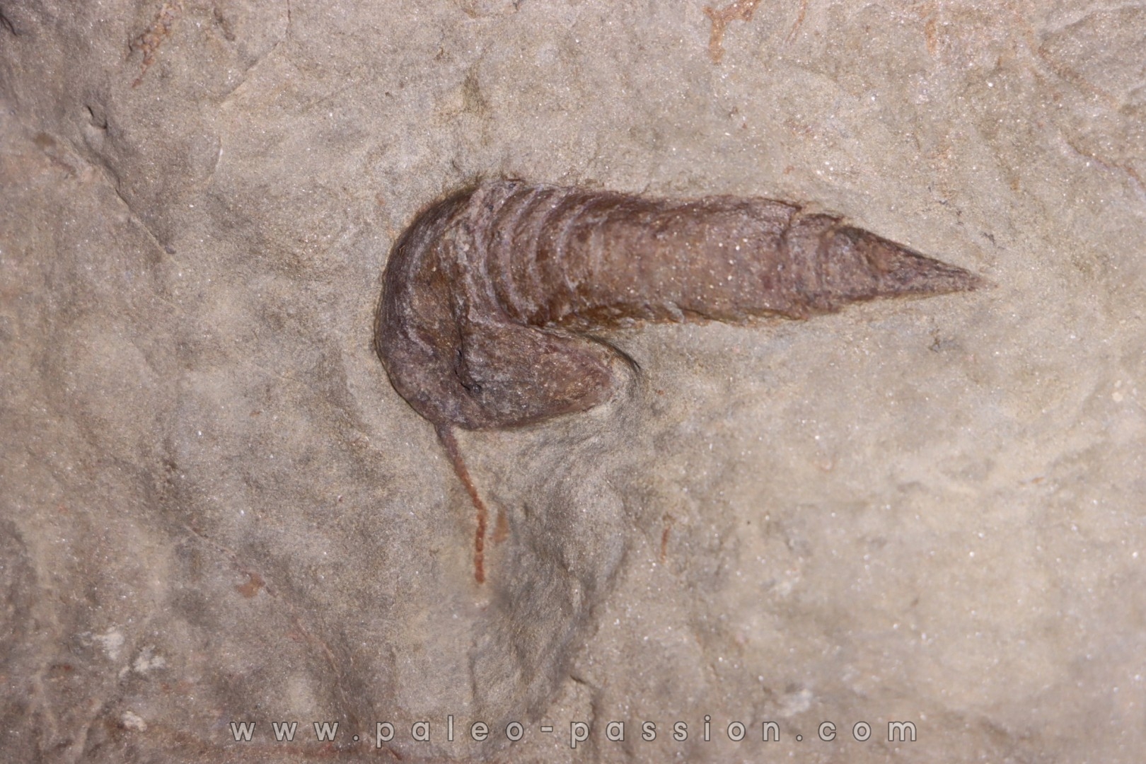 Leptaglaspis schmidti - Ordovician - Fezouata formation