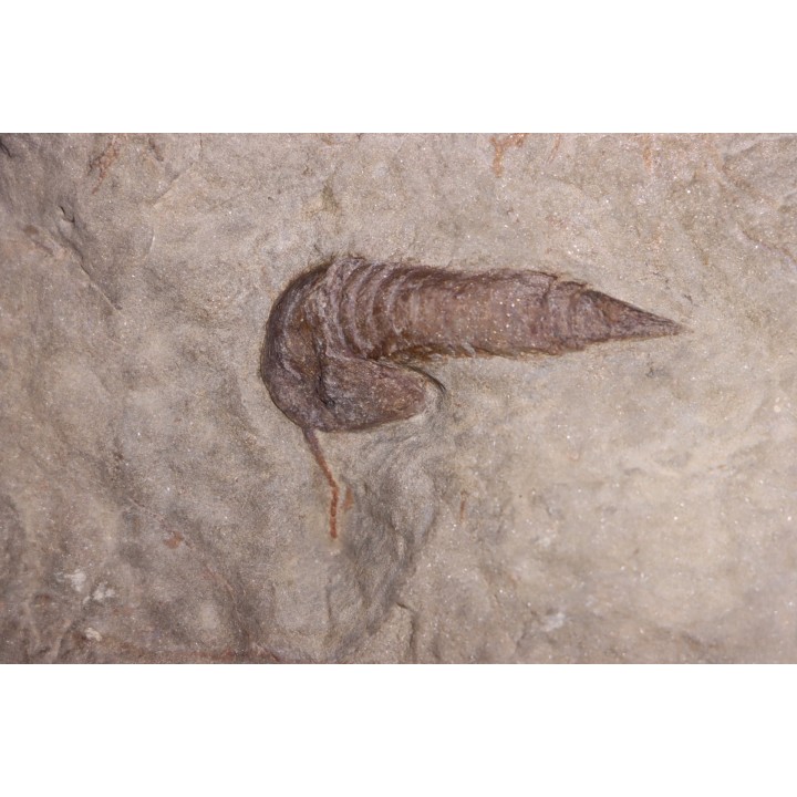 Leptaglaspis schmidti - Ordovicien - Fezouata formation - Zagora, Maroc
