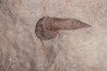 Leptaglaspis schmidti - Ordovicien - Fezouata formation - Zagora, Maroc