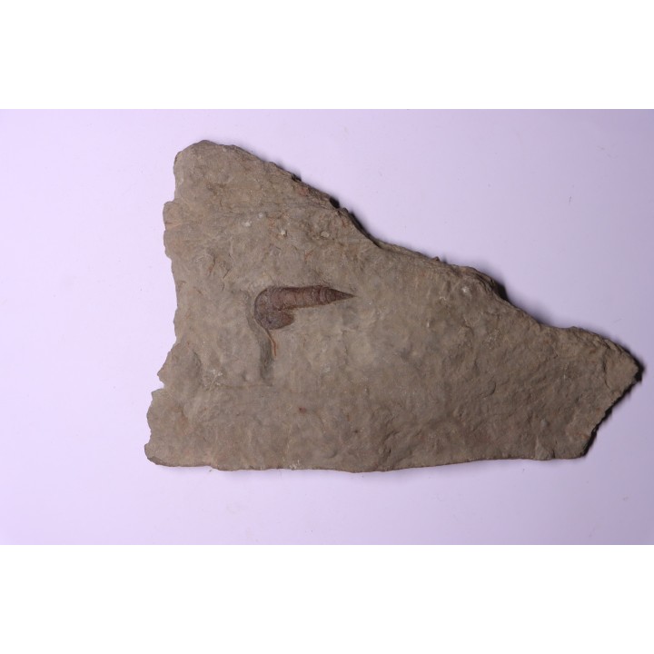 Leptaglaspis schmidti - Ordovician - Fezouata formation