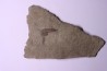 Leptaglaspis schmidti - Ordovician - Fezouata formation
