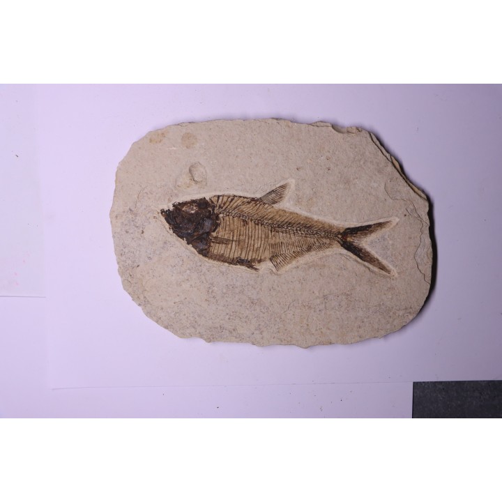 poisson fossile Diplomystus dentatus - WYOMING, USA