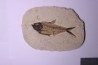poisson fossile Diplomystus dentatus - WYOMING, USA