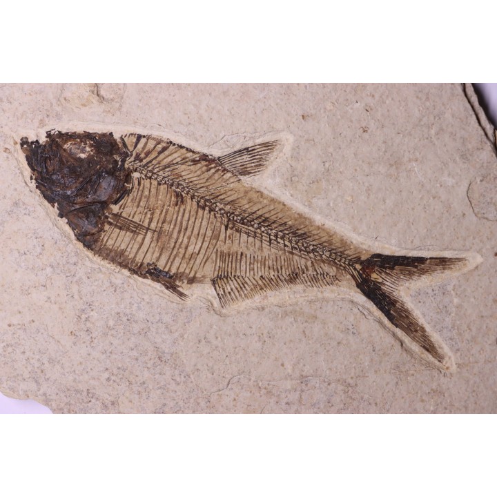 Diplomystus dentatus - Eocène - green river formation - Wyoming - USA
