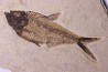 Diplomystus dentatus - Eocène - green river formation - Wyoming - USA