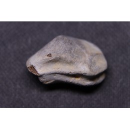 Ptychodus mortoni - Cretaceous - Niobrara Chalk Fmt - Kansas - USA
