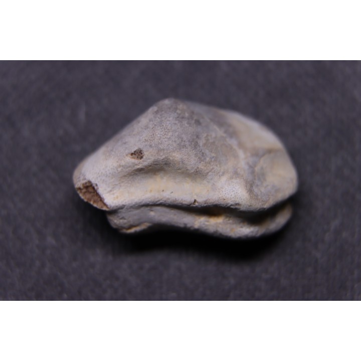 Ptychodus mortoni - Cretaceous - Niobrara Chalk Fmt - Kansas - USA