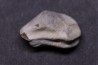 Ptychodus mortoni - Cretaceous - Niobrara Chalk Fmt - Kansas - USA