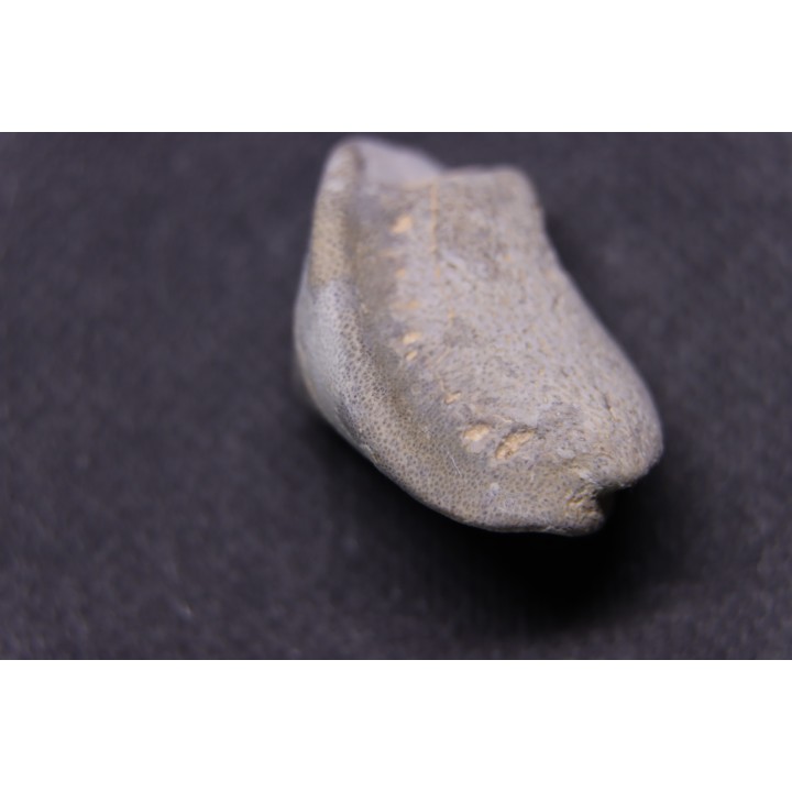 Ptychodus mortoni - Cretaceous - Niobrara Chalk Fmt - Kansas - USA