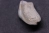 Ptychodus mortoni - Cretaceous - Niobrara Chalk Fmt - Kansas - USA