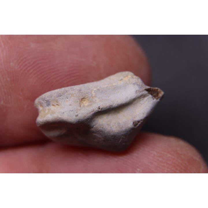 Ptychodus mortoni - Cretaceous - Niobrara Chalk Fmt - Kansas - USA