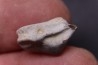 Ptychodus mortoni - Cretaceous - Niobrara Chalk Fmt - Kansas - USA