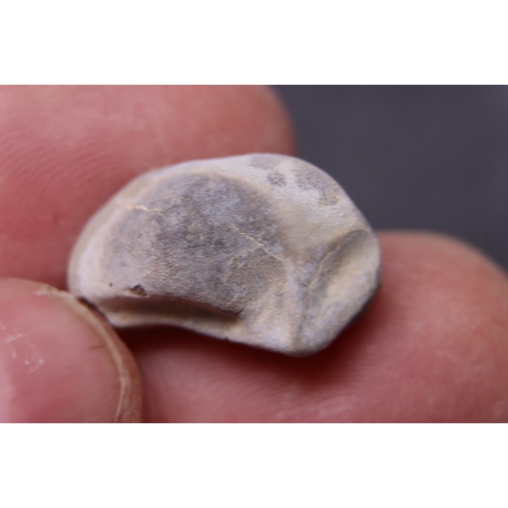 Ptychodus mortoni - Cretaceous - Niobrara Chalk Fmt - Kansas - USA