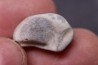 Ptychodus mortoni - Cretaceous - Niobrara Chalk Fmt - Kansas - USA