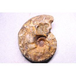 Buchiceras bilobatum - Coniacien - Perou