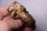 Buchiceras bilobatum - Coniacien - Perou