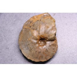 Heterotissotia peroni - Coniacian - Peru