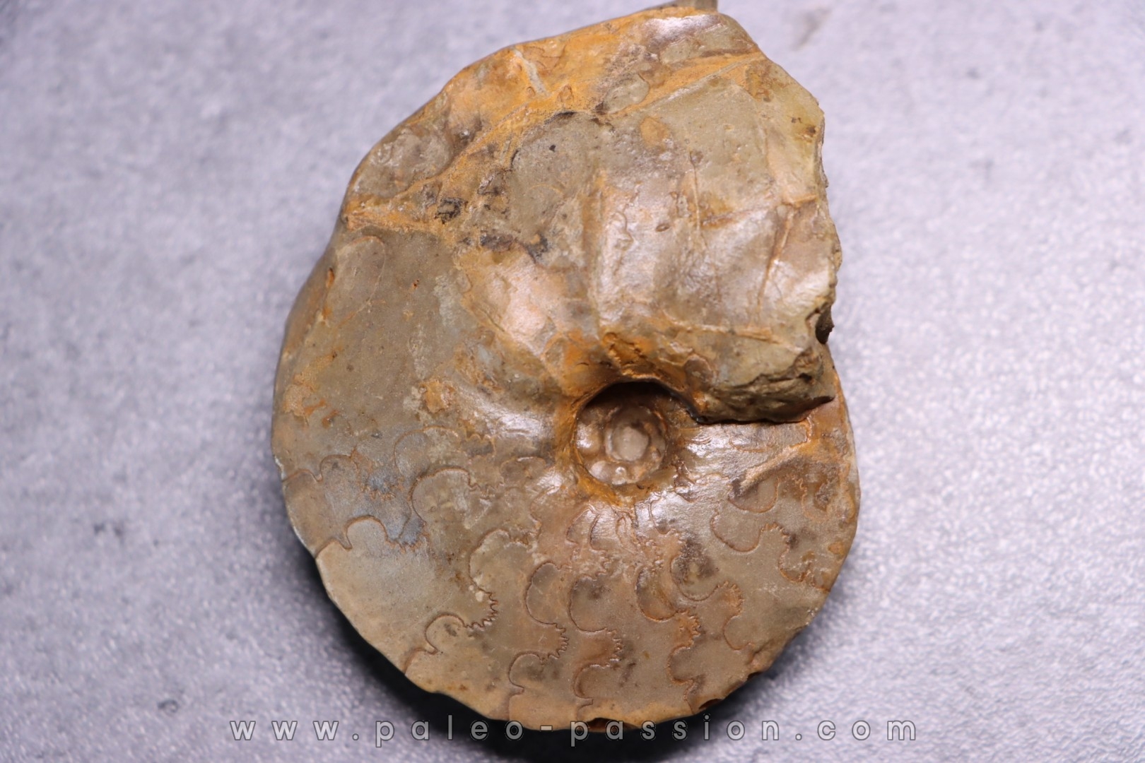 Heterotissotia peroni - Coniacian - Peru