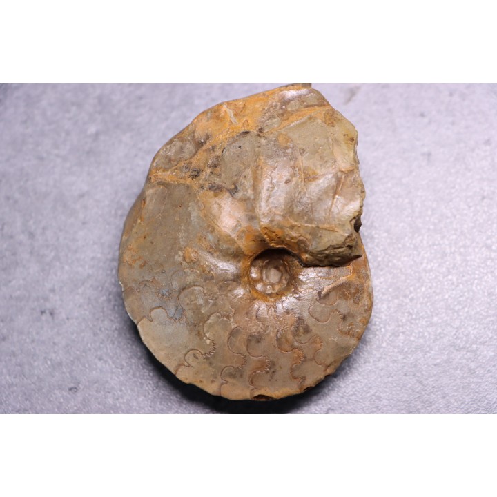 Heterotissotia peroni - Coniacian - Peru