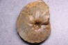 Heterotissotia peroni - Coniacien - Perou