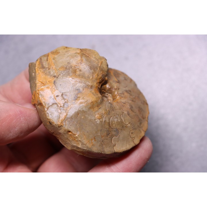 Heterotissotia peroni - Coniacian - Peru