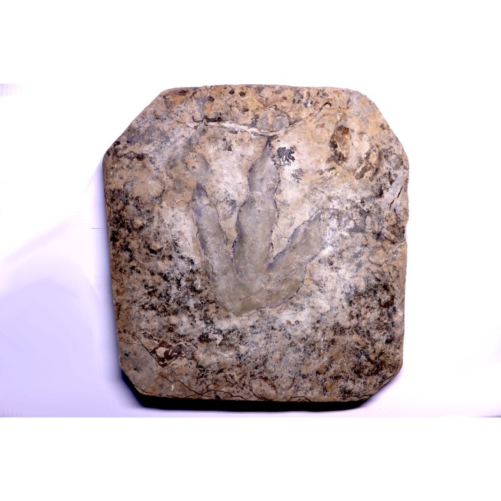 dinosaur foot print : Grallator variabilis