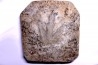 empreinte de dinosaure Grallator variabilis