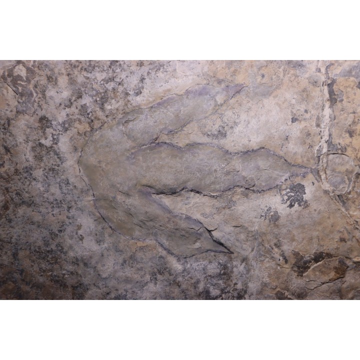 empreinte de dinosaure Grallator variabilis
