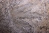 dinosaur foot print : Grallator variabilis