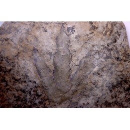dinosaur foot print : Grallator variabilis