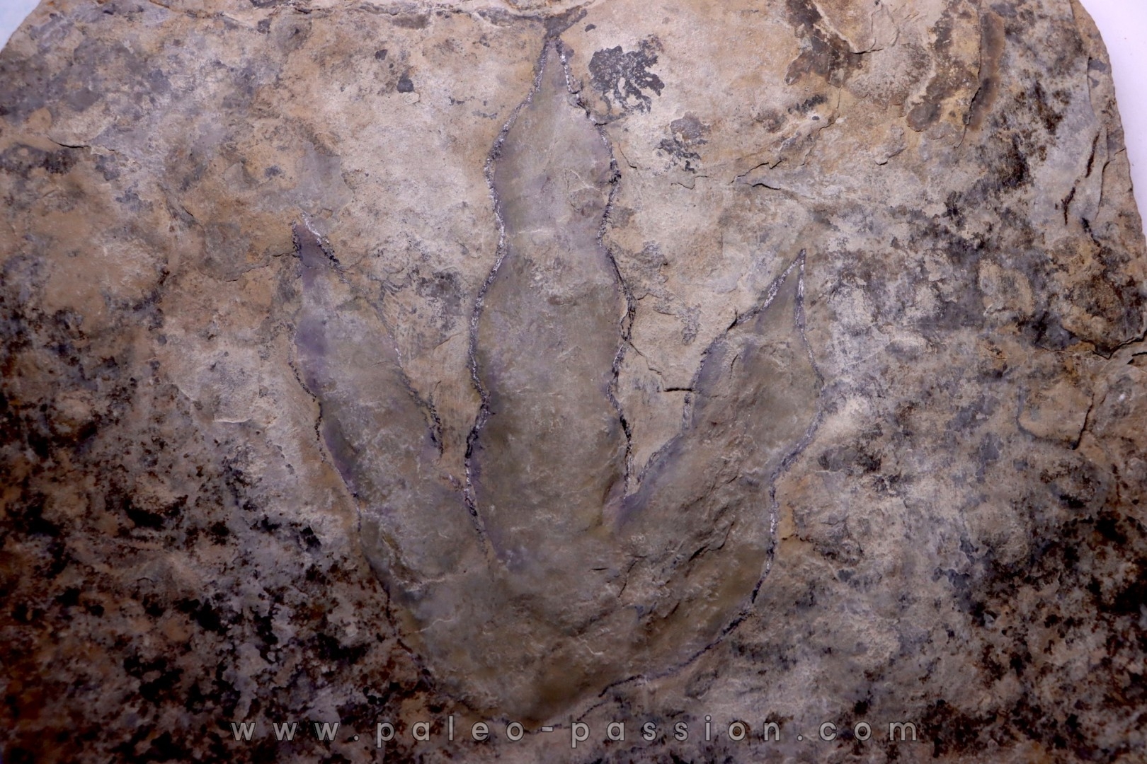 dinosaur foot print : Grallator variabilis