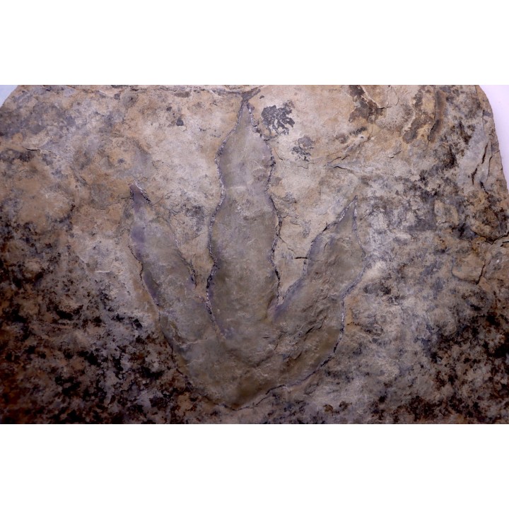 empreinte de dinosaure Grallator variabilis