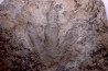 dinosaur foot print : Grallator variabilis