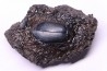 cybister explanatus - rancho la brea fmt - USA